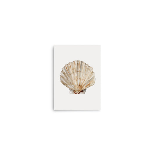 Scallop Seashell