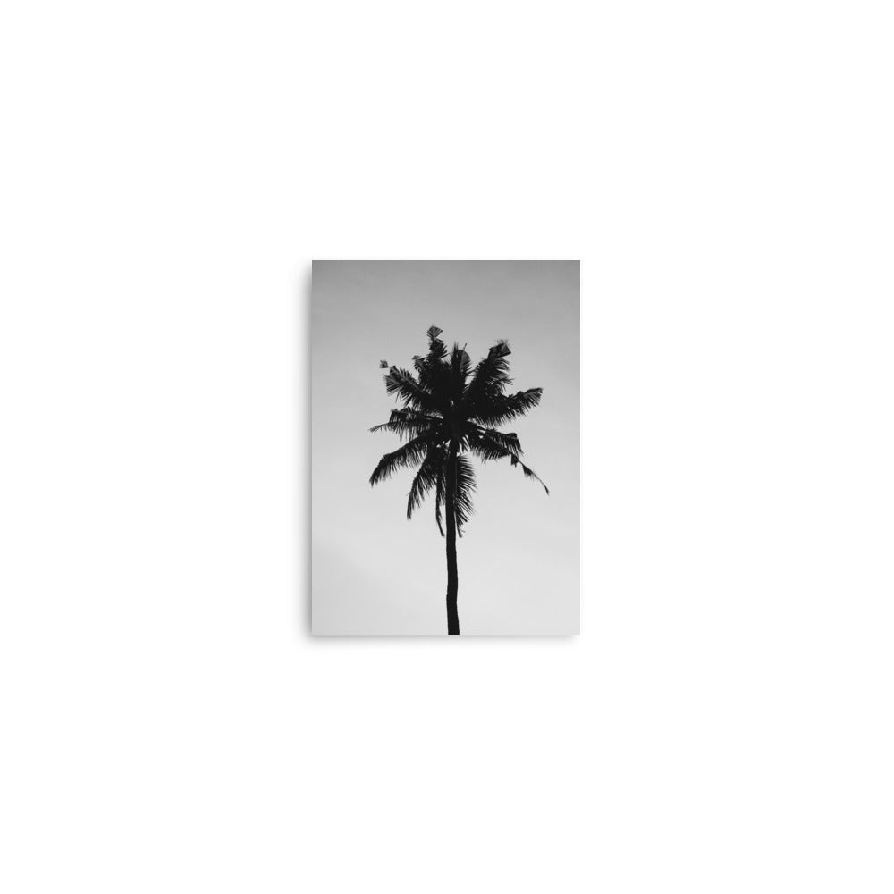 Palm